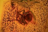 Detailed Fossil Ant (Formicidae) & Spider In Baltic Amber #81808-2